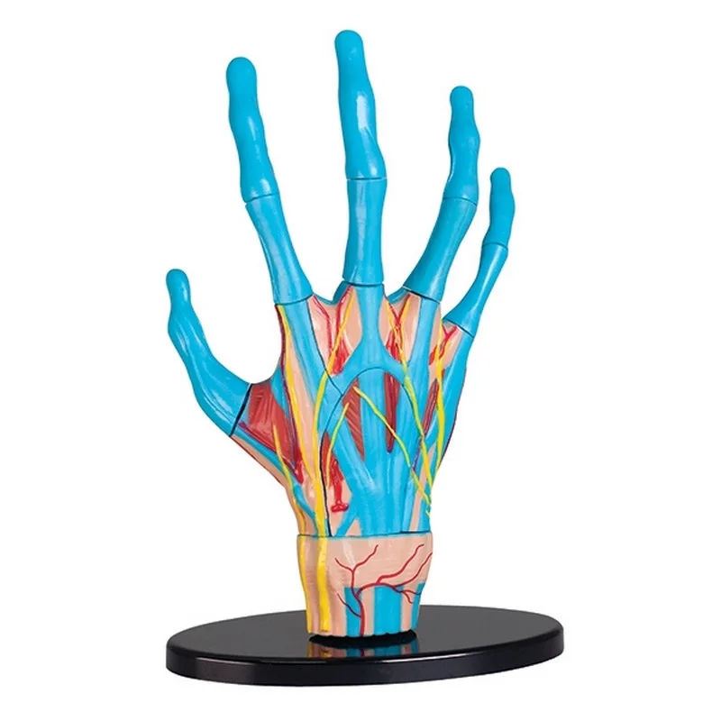 Модель руки Edu-Toys SK058 збірна, 16,5 см