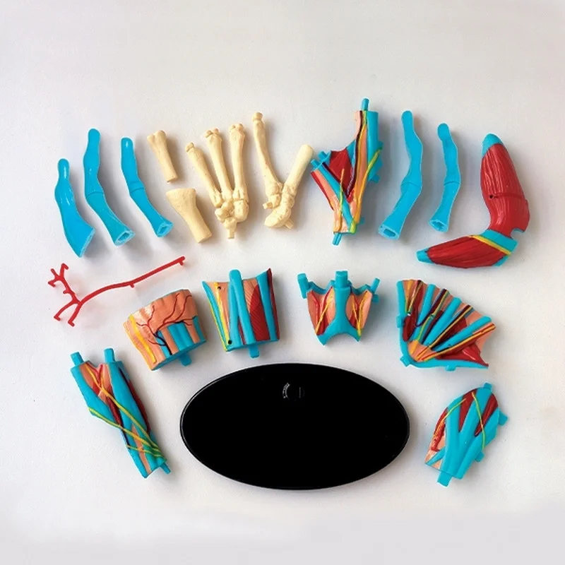 Модель руки Edu-Toys SK058 збірна, 16,5 см