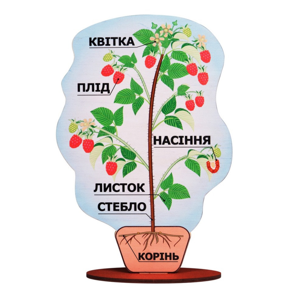 Демонстрационная модель строения растения на подставке Komarovtoys А 381 толщина 6 мм