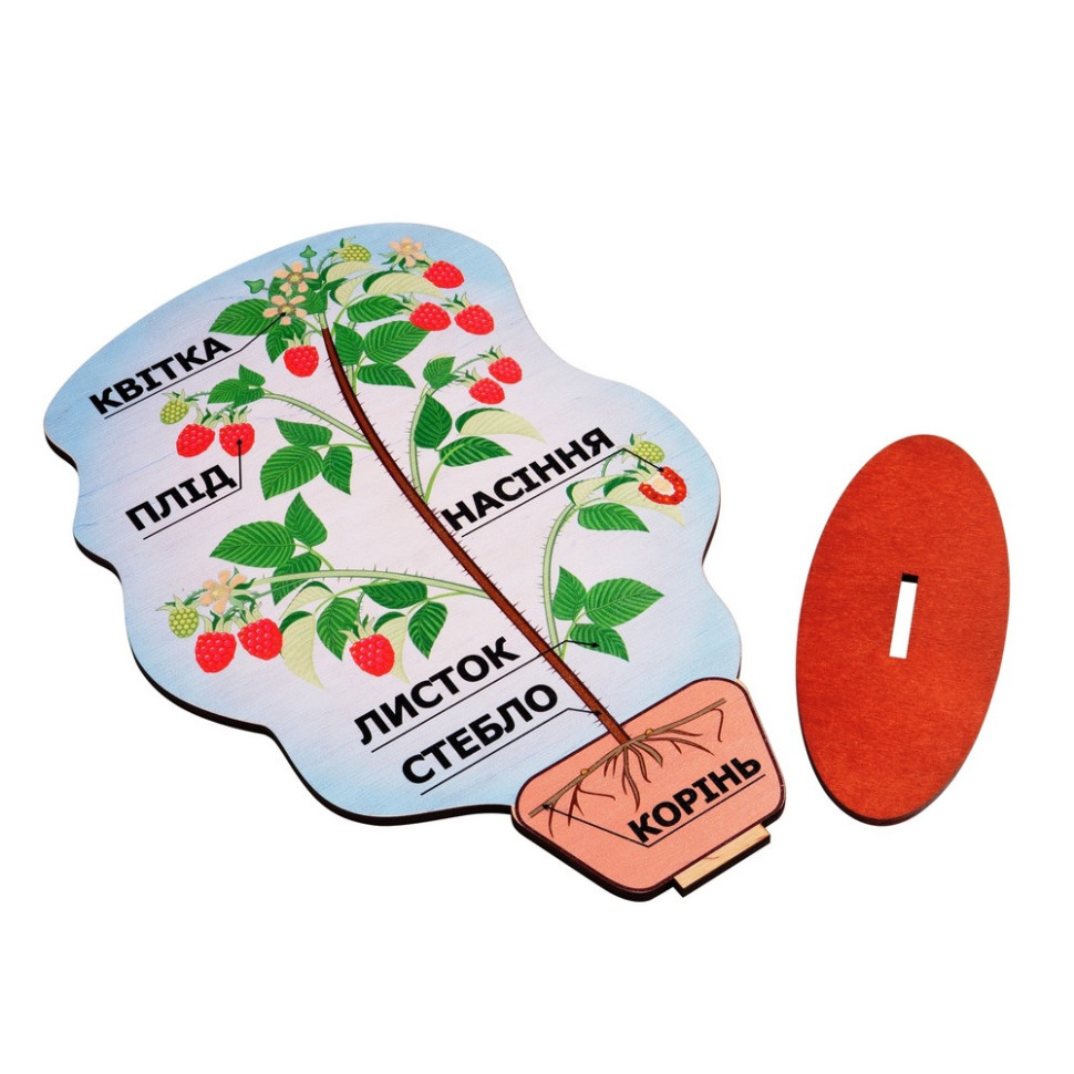 Демонстрационная модель строения растения на подставке Komarovtoys А 381 толщина 6 мм