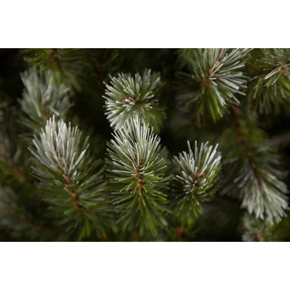 Сосна Pittsburgh Triumph Tree 8718861280357, 2,15 м. зелена з ефектом покриття інеєм і шишками