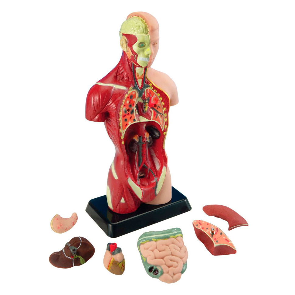 Анатомическая модель человека Edu-Toys MK027 сборная, 27 см 