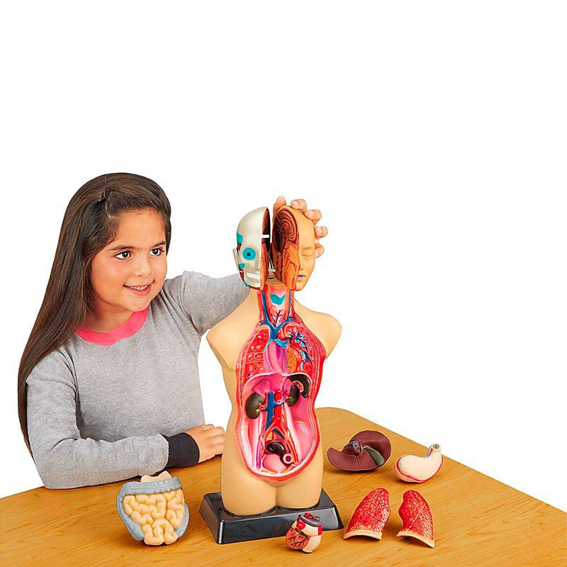 Анатомическая модель человека Edu-Toys MK027 сборная, 27 см 
