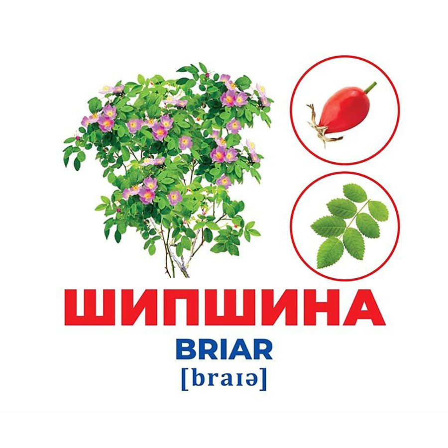Набір розвиваючих карток Геній з пелюшок Дерева та чагарники Ранок 10107196, 17 карток