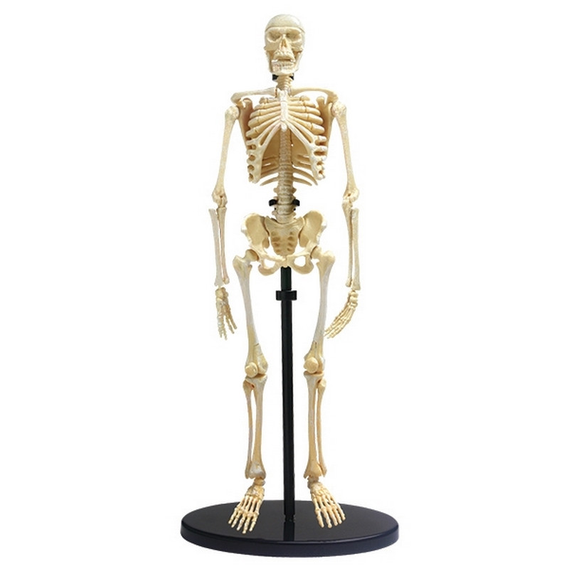 Модель скелета человека Edu-Toys SK057 сборная, 24 см 