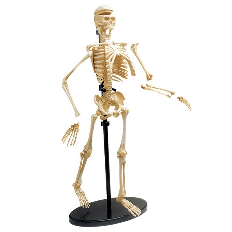 Модель скелета человека Edu-Toys SK057 сборная, 24 см 
