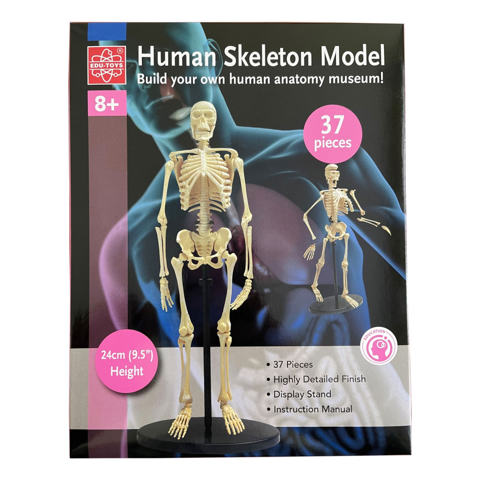 Модель скелета человека Edu-Toys SK057 сборная, 24 см 