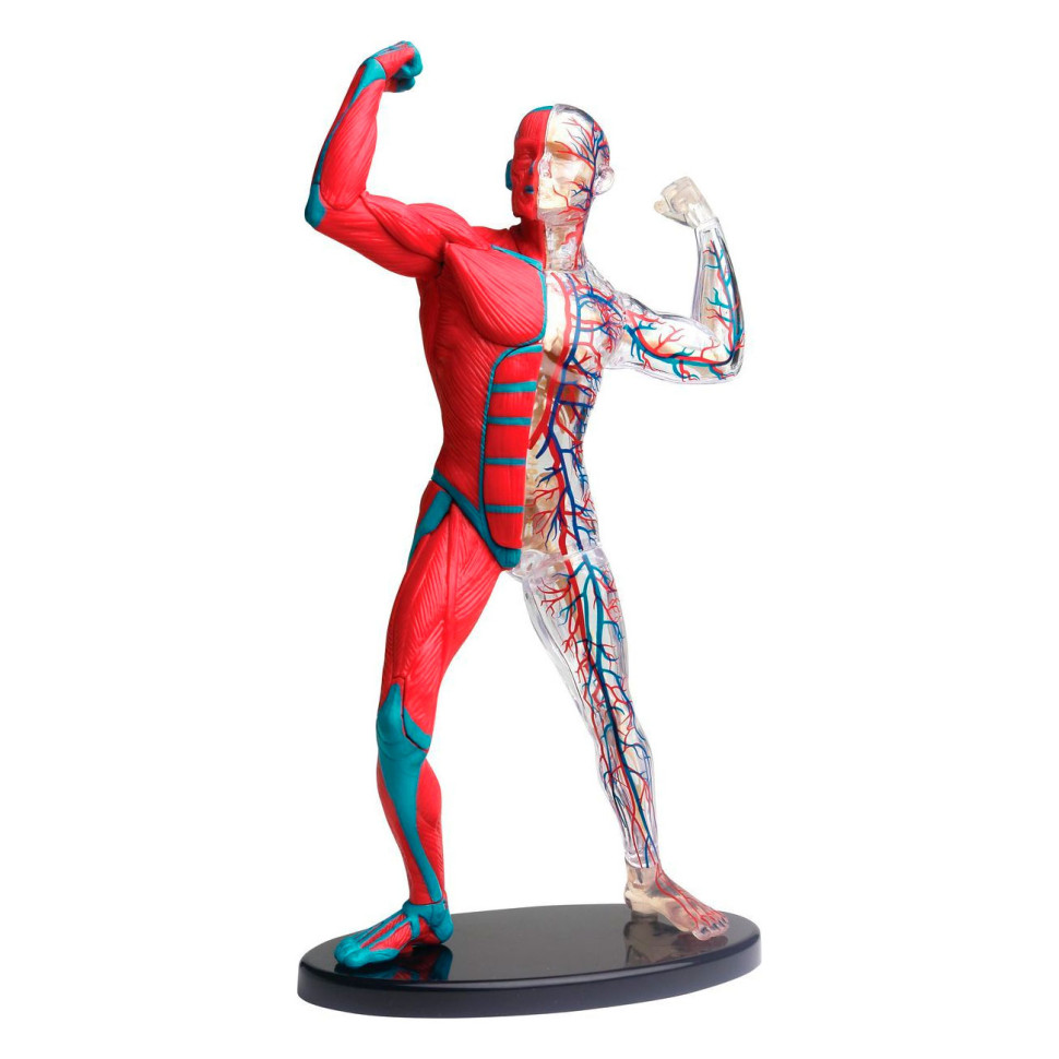 Модель мышц и скелета человека Edu-Toys SK056 сборная, 19 см 