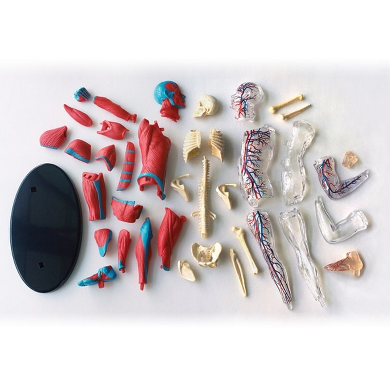 Модель мышц и скелета человека Edu-Toys SK056 сборная, 19 см 