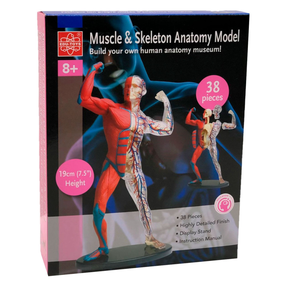 Модель мышц и скелета человека Edu-Toys SK056 сборная, 19 см 