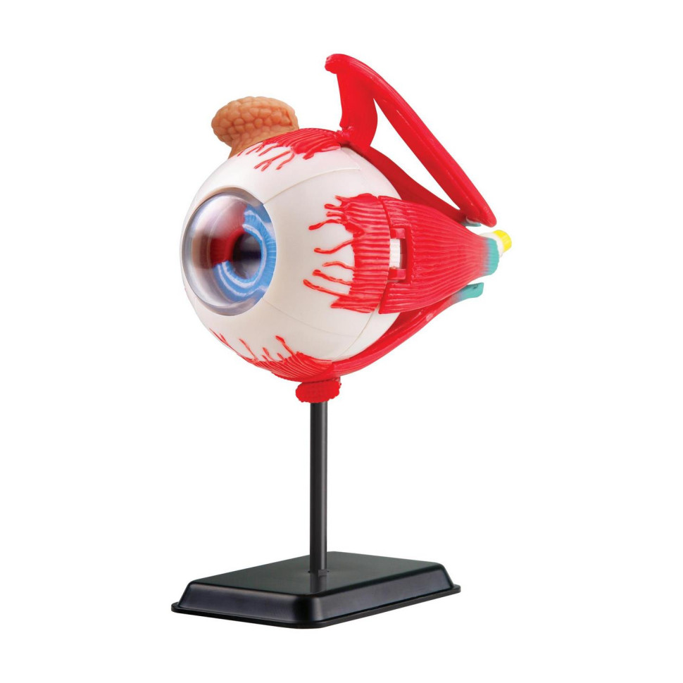 Модель очного яблука Edu-Toys SK007 збірна, 14 см 