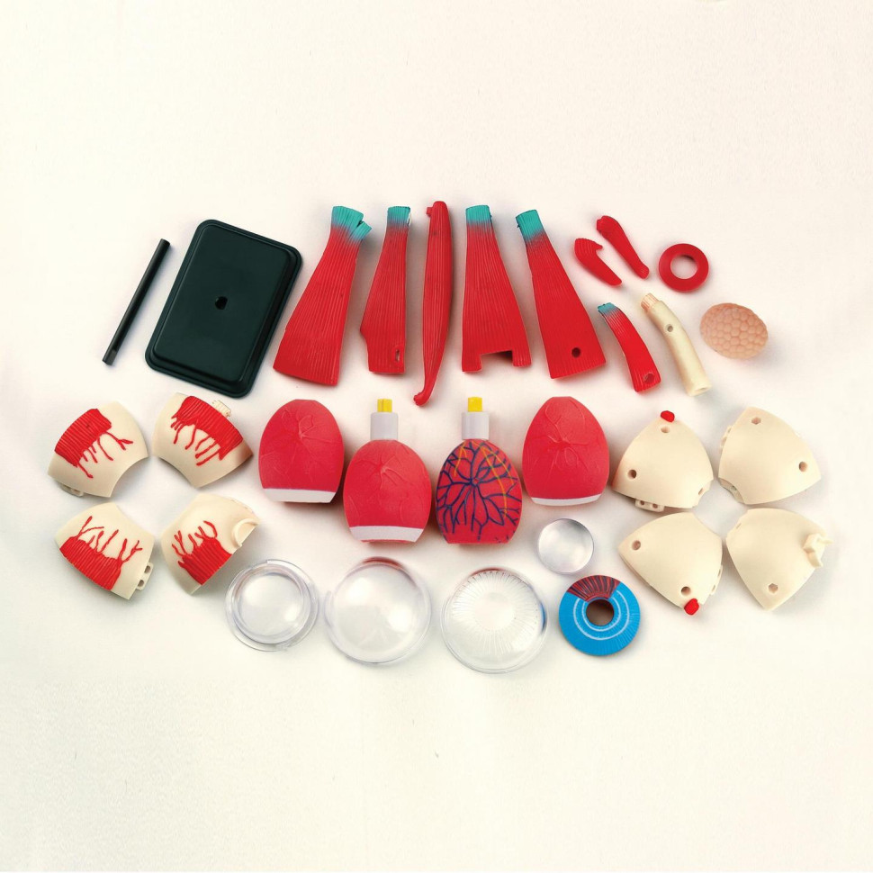 Модель очного яблука Edu-Toys SK007 збірна, 14 см 