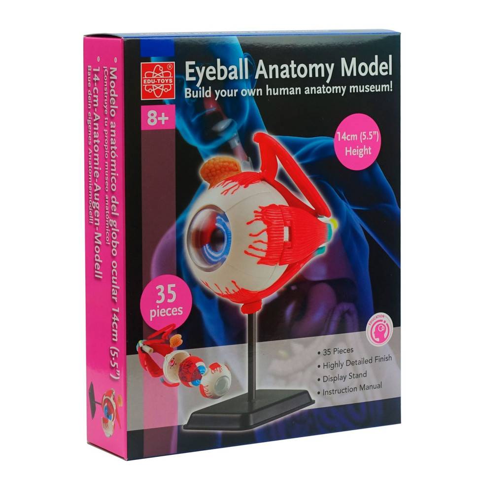 Модель очного яблука Edu-Toys SK007 збірна, 14 см 