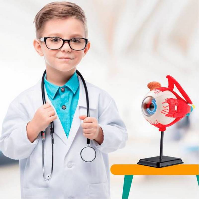 Модель очного яблука Edu-Toys SK007 збірна, 14 см 