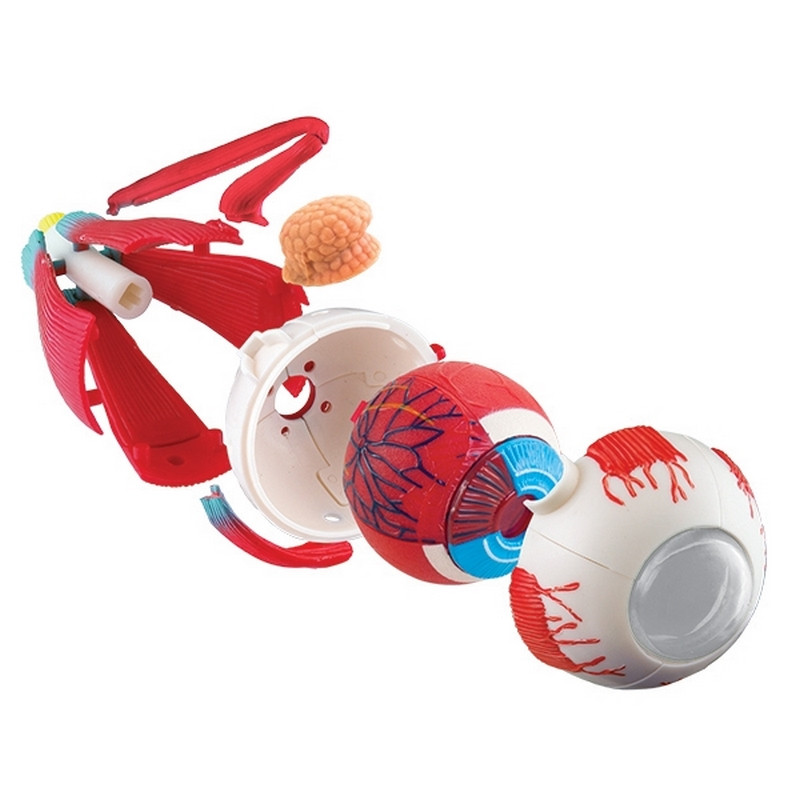 Модель очного яблука Edu-Toys SK007 збірна, 14 см 
