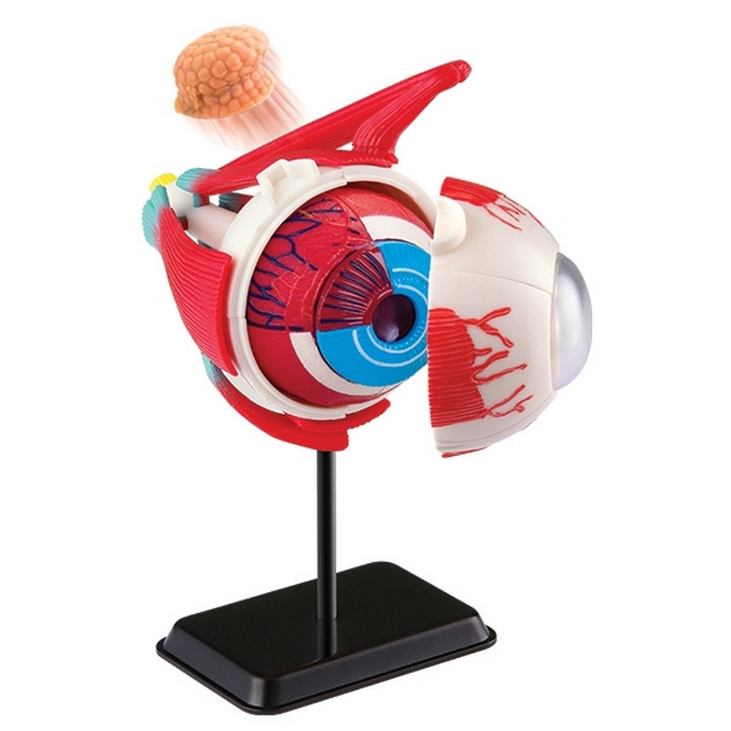 Модель очного яблука Edu-Toys SK007 збірна, 14 см 