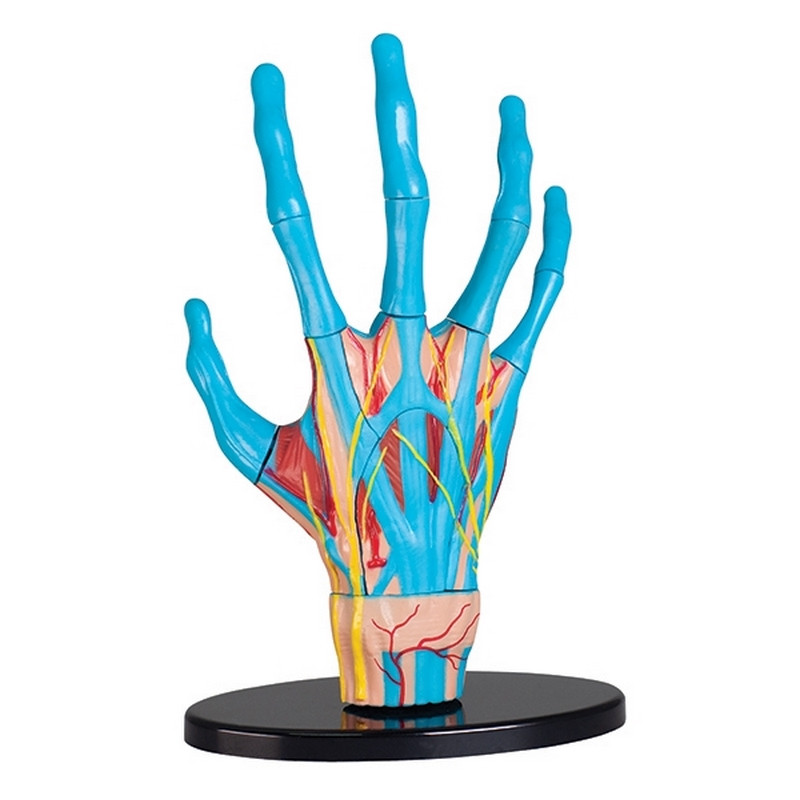 Модель руки Edu-Toys SK058 сборная, 16,5 см 