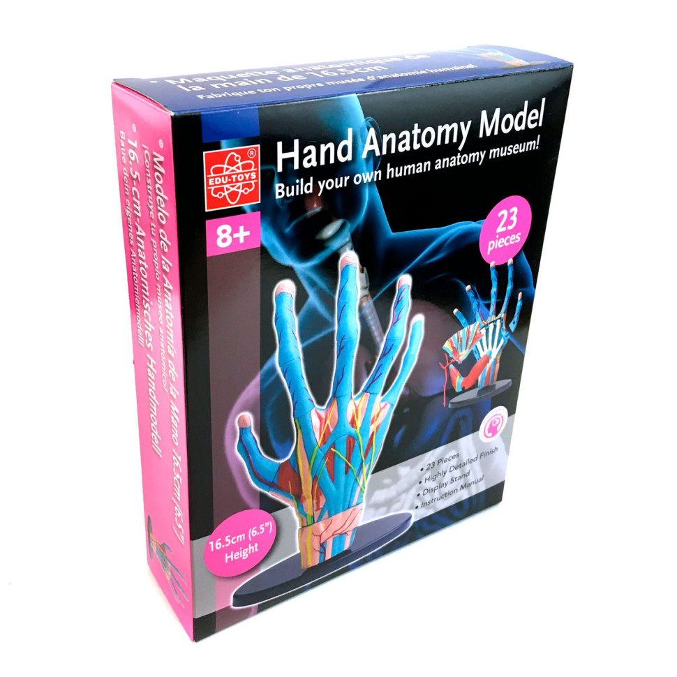 Модель руки Edu-Toys SK058 сборная, 16,5 см 