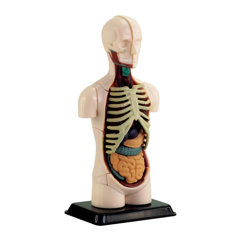 Модель тулуба людини Edu-Toys SK008 збірна, 12,7 см 