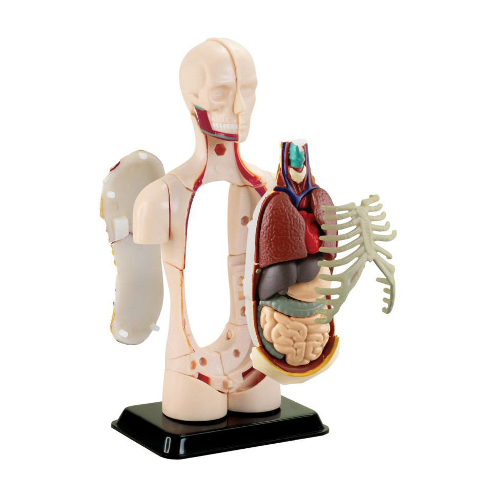Модель тулуба людини Edu-Toys SK008 збірна, 12,7 см 