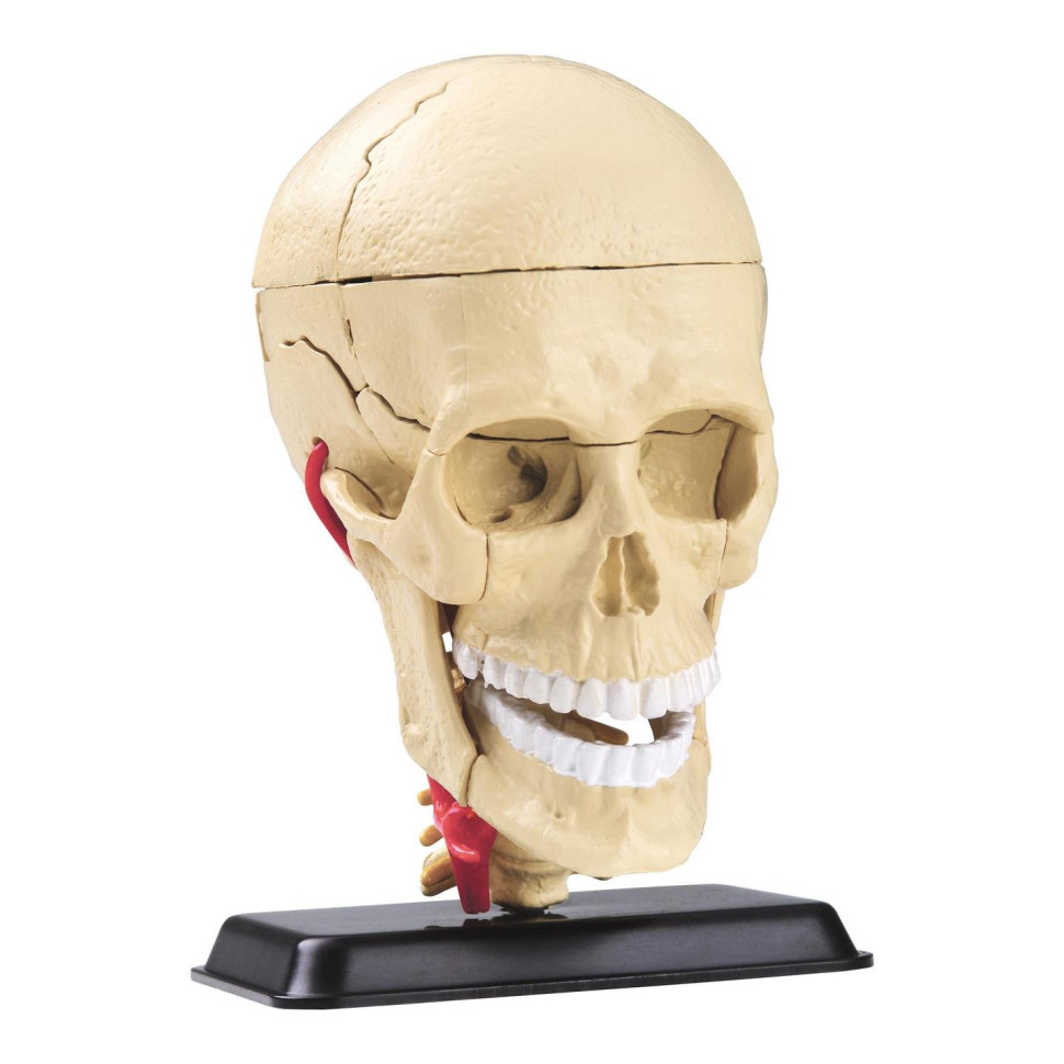 Модель черепа з нервами Edu-Toys SK010 збірна, 9 см 