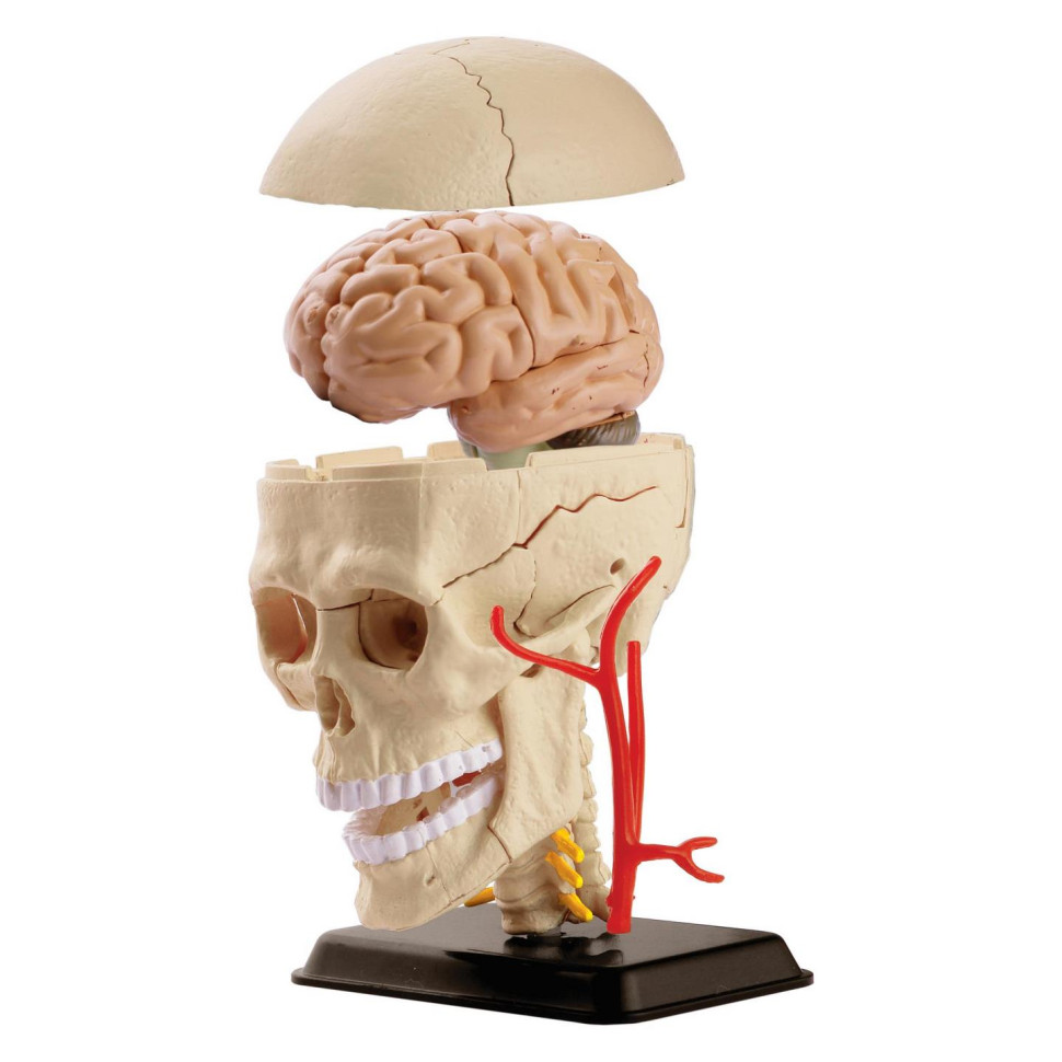 Модель черепа з нервами Edu-Toys SK010 збірна, 9 см 