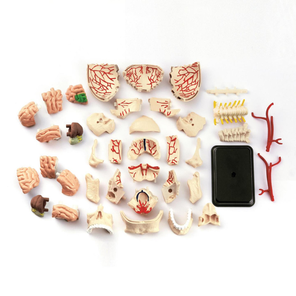Модель черепа з нервами Edu-Toys SK010 збірна, 9 см 