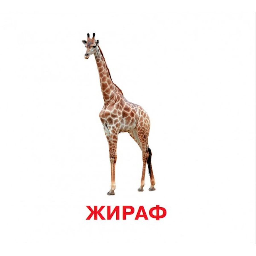 Развивающие карточки для детей Дикие животные Jumbi J011y, 18 картинок
