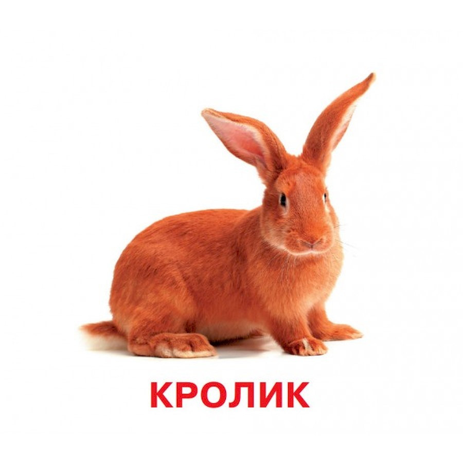 Розвиваючі картки для дітей Домашні тварини Jumbi J012yD, 18 картинок