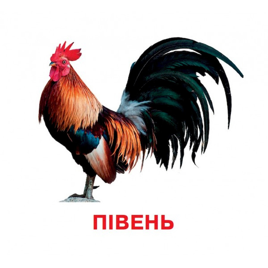 Розвиваючі картки для дітей Домашні тварини Jumbi J012yD, 18 картинок